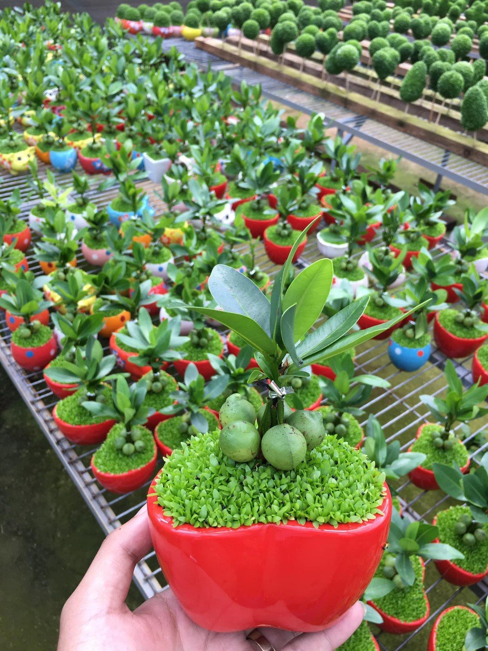 Cây May Mắn Tài Lộc để bàn giá sỉ