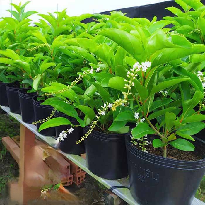 Cây Lài Thái thơm giá sỉ tphcm