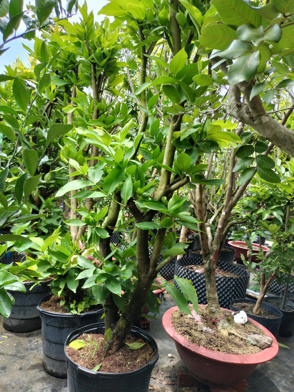 Cây Mận An Phước gốc to cao giá tốt tphcm