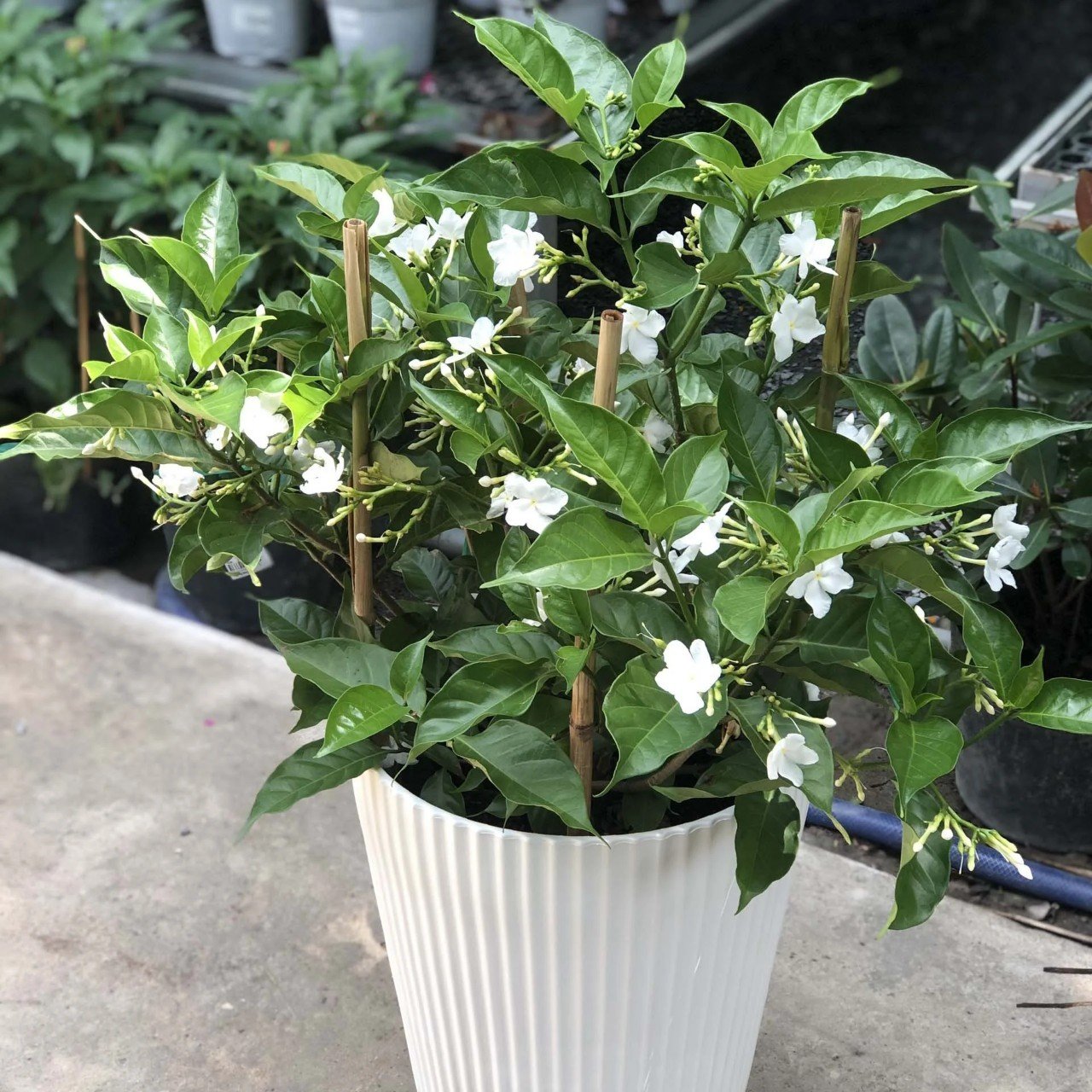 Cây Lài Tây Lá Lớn Giá Sỉ Tphcm