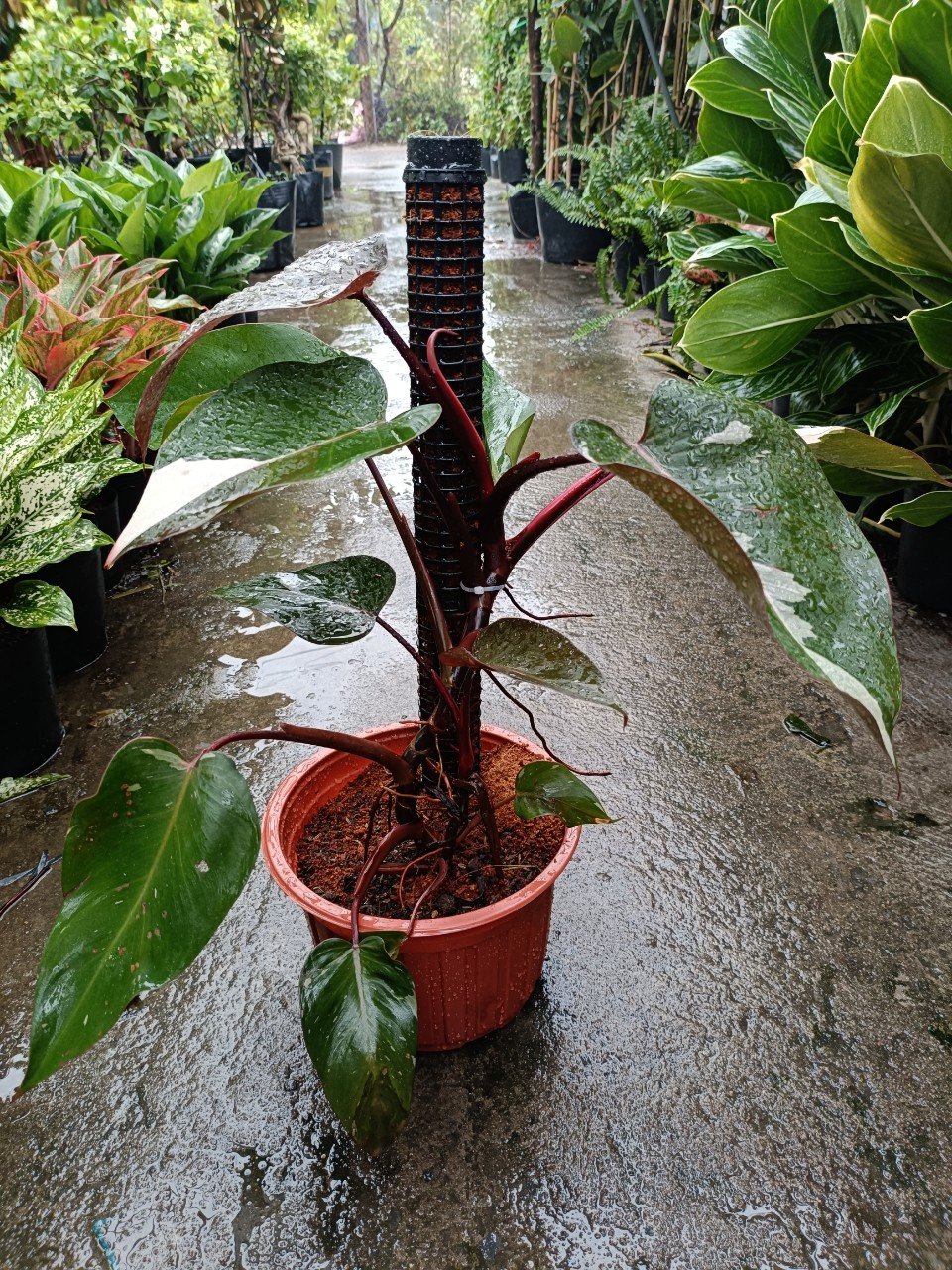 Cây Công Chúa Hồng - Pink Princess -