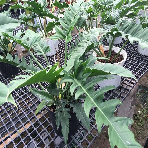 Cây Trầu Bà Cung Đàn Xanh giá sỉ tphcm