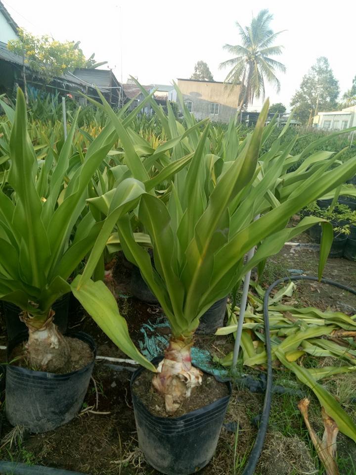 Cây Đại Tướng Quân giá rẻ tphcm