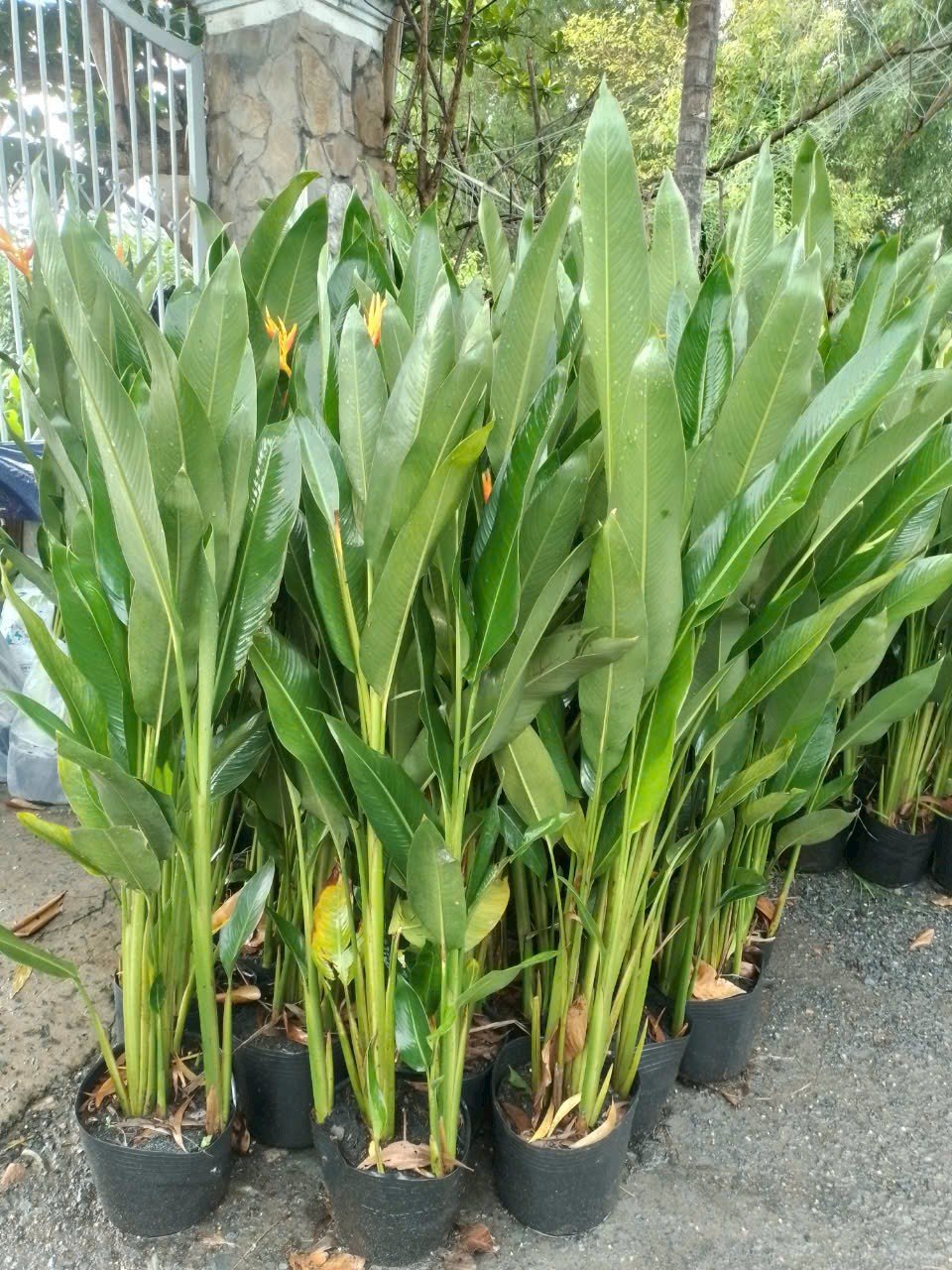 Cây Chuối Mỏ Két (Thiên Điểu) giá tốt TPHCM