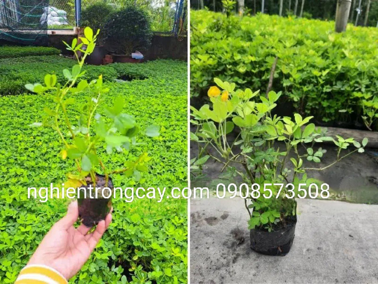 Cỏ Đậu Phộng (cỏ Lạc) giá sỉ TPHCM