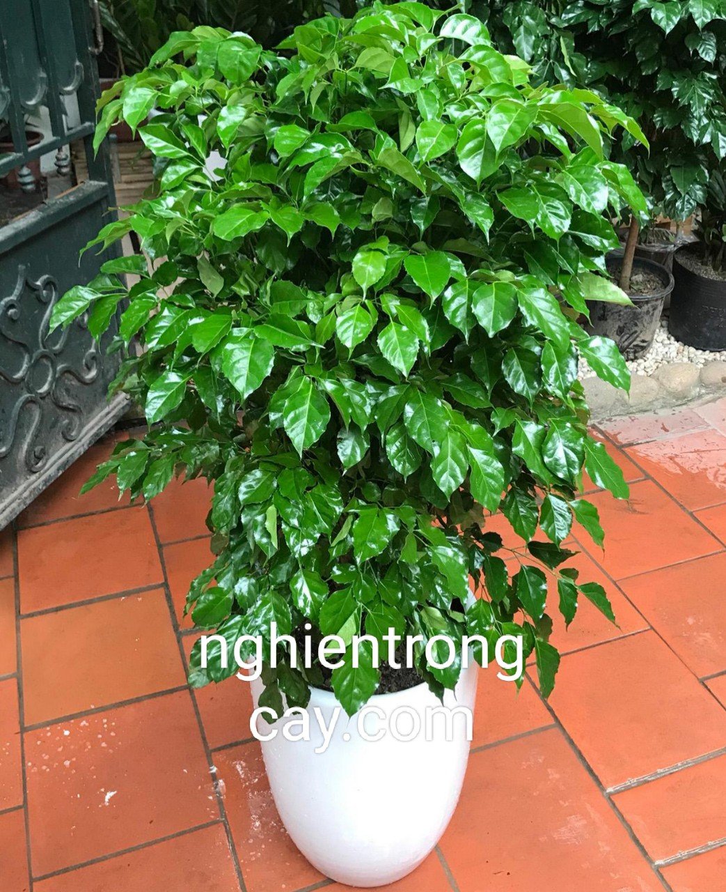 Cây Hạnh Phúc cao 1m5 giá sỉ TPHCM