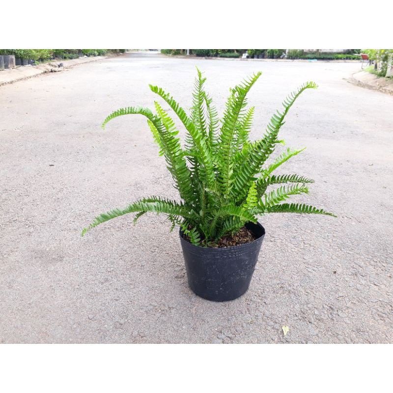 Cây Dương Xỉ lá me giá sỉ HCM