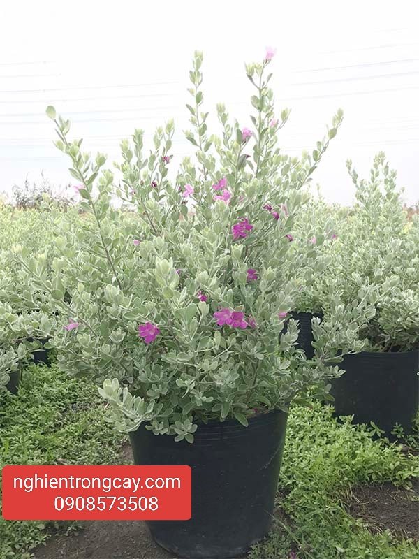 Cây Tuyết Sơn Phi Hồng giá sỉ tphcm