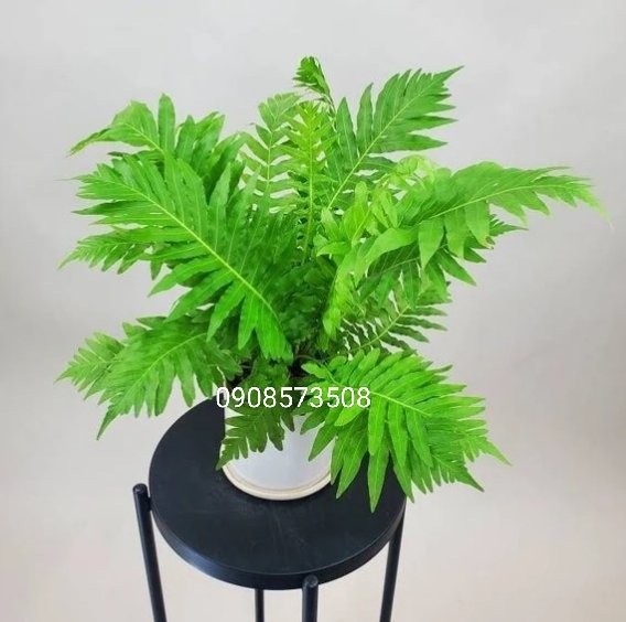 Cây Dương Xỉ Khổng Tước