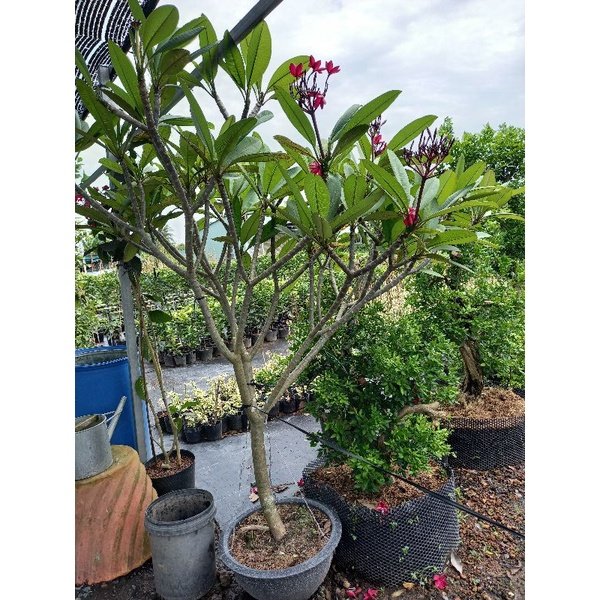 Cây Sứ Đại Hoa Đỏ giá tốt tphcm