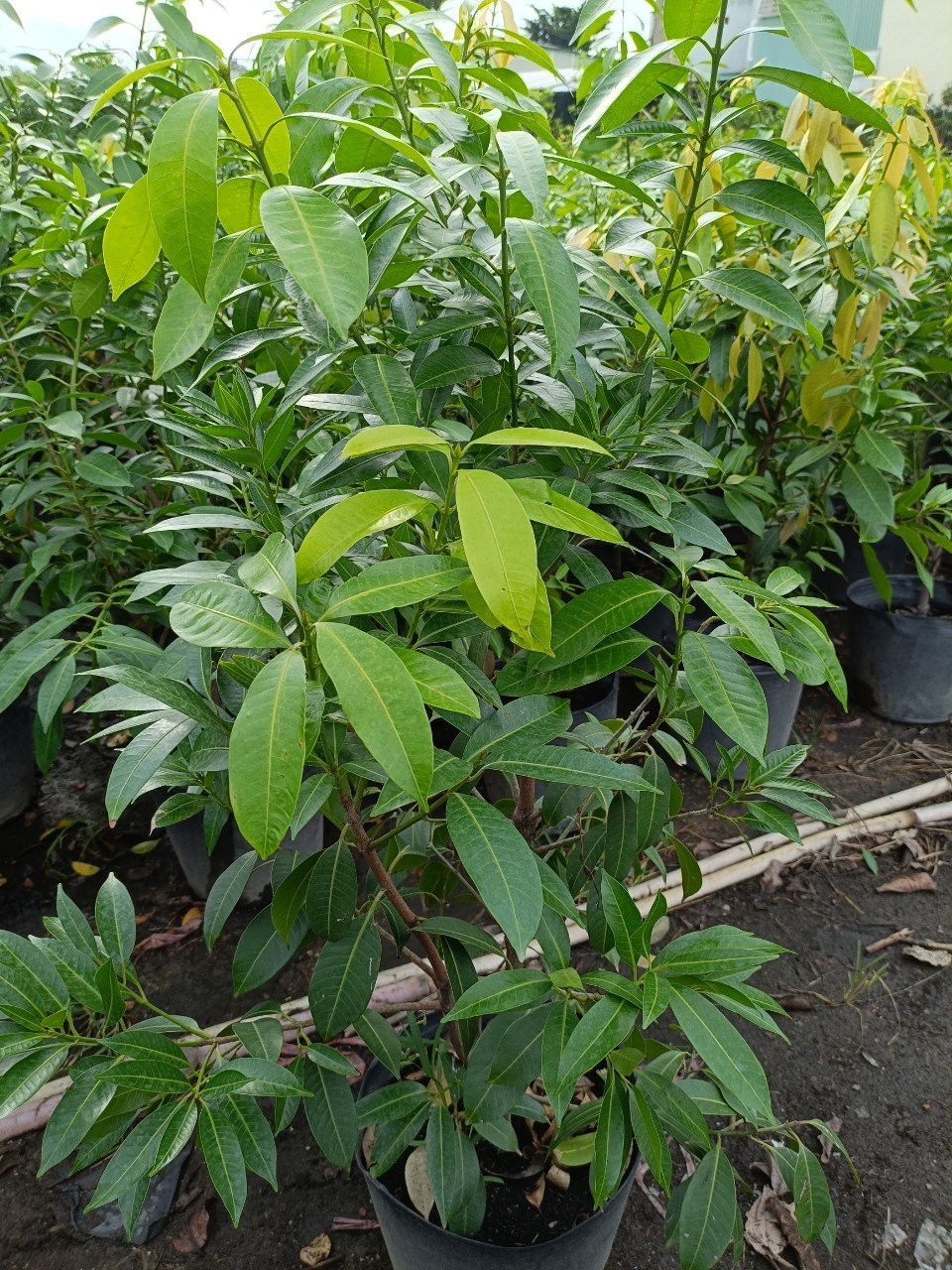 Cây Thanh Trà Ngọt cao 1m giá tốt tphcm