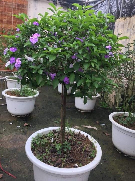 Cây Lài Nhật dáng tree giá tốt tphcm