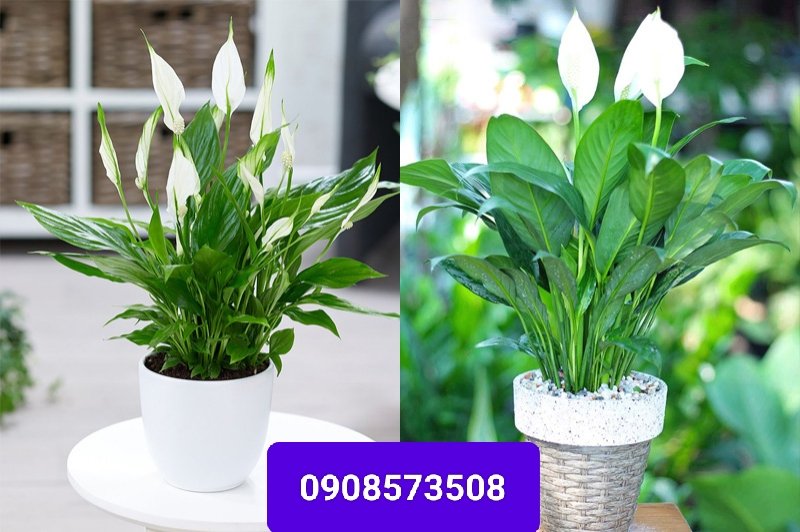 Cây Lan Ý Thái để bàn giá tốt tphcm