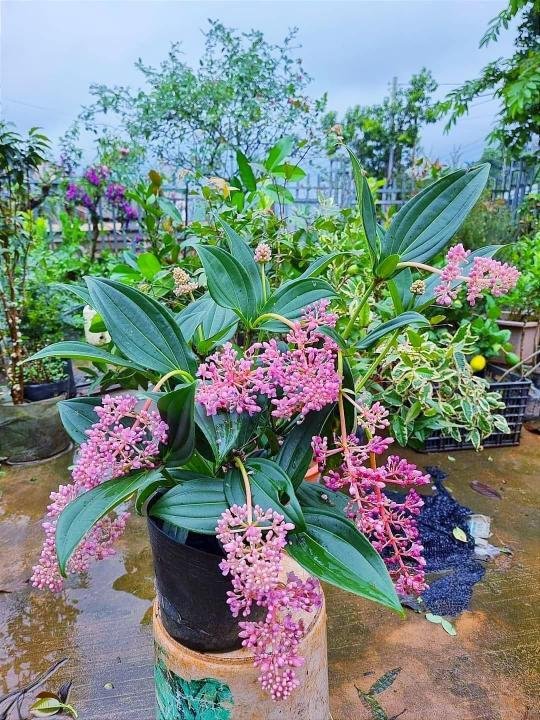 Cây Hòn Ngọc Viễn Đông đang có hoa tphcm