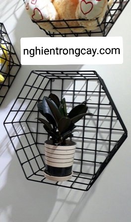 Cây Đa Búp Đỏ mini để bàn giá tốt tphcm