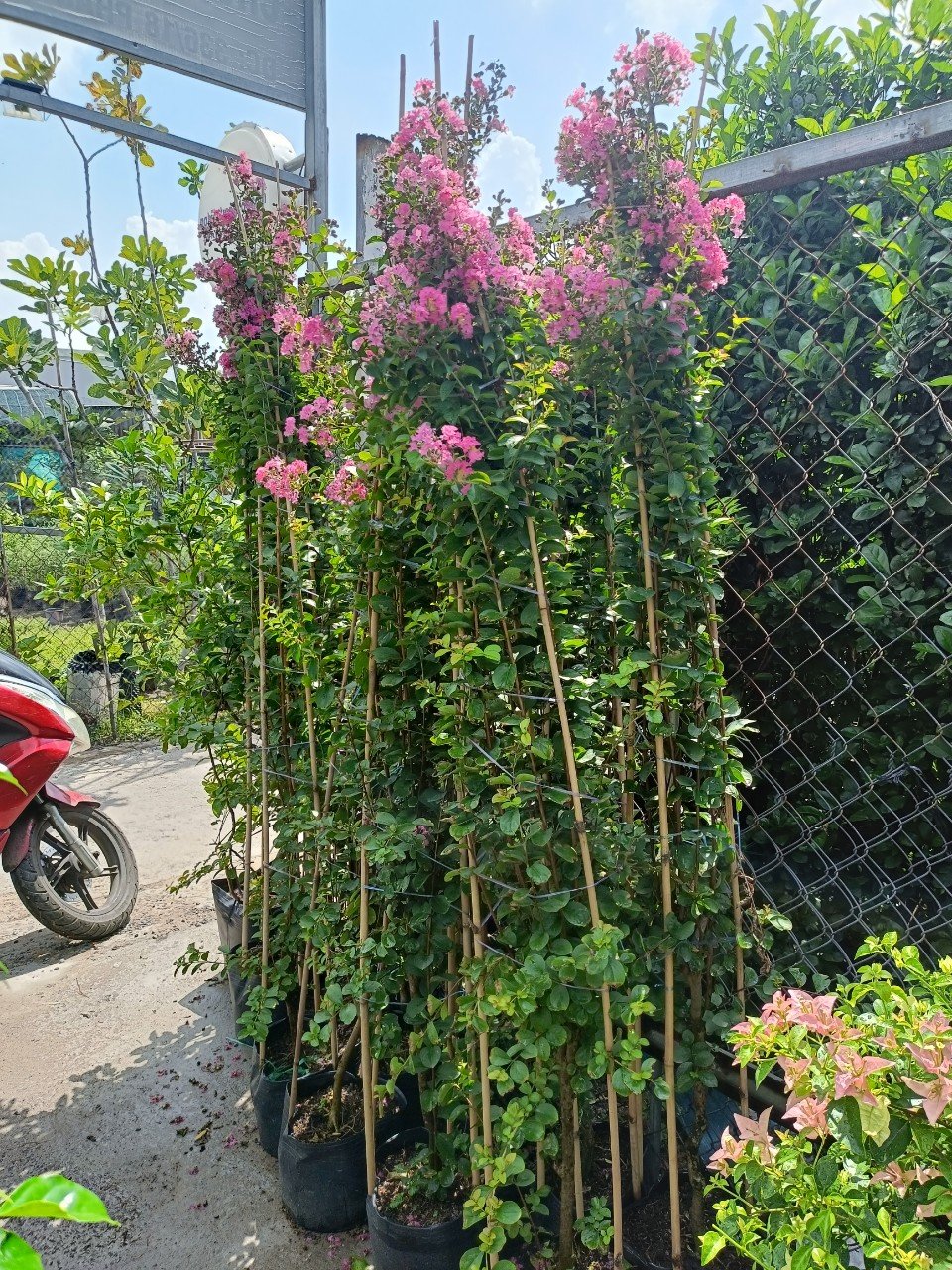 Cây Hoa Tường Vi màu hồng cao 1m5