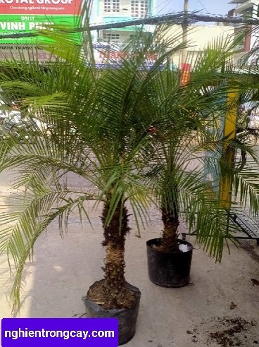 Cây Cau Nga Mi cao 1m5 giá tốt tphcm
