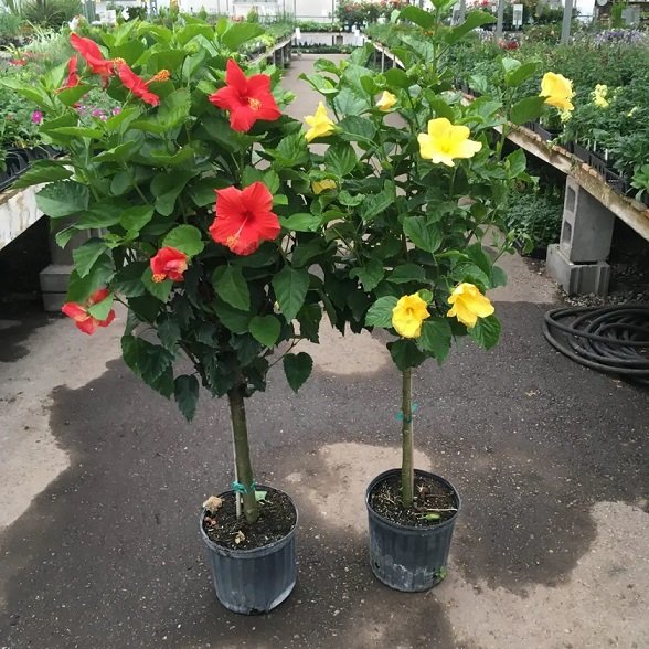 Cây Dâm Bụt Một Cốt Dáng Tree