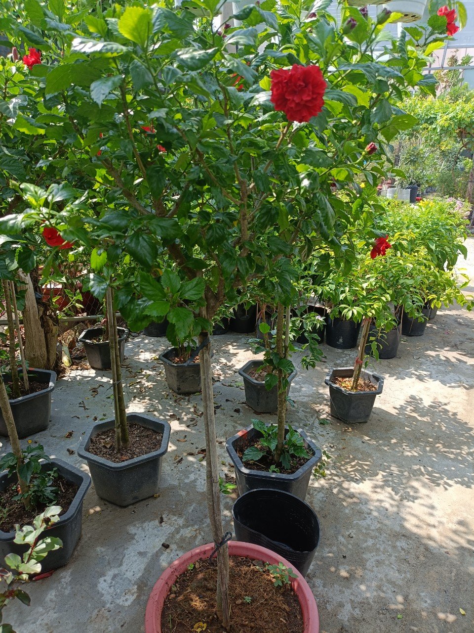 Cây Dâm Bụt Dáng Tree Hoa Màu Đỏ