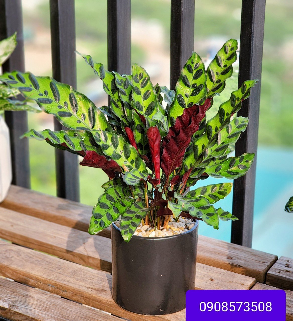 Cây Đuôi Phụng giá rẻ tphcm