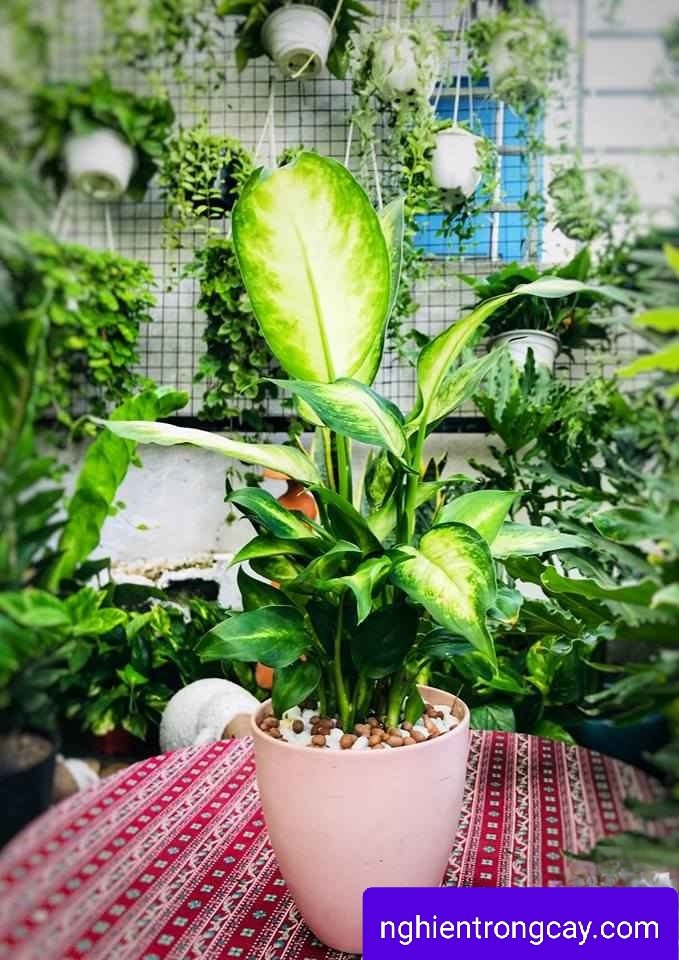 Cây Vạn Niên Thanh giá sỉ tphcm