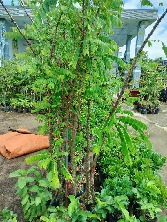 Cây Chùm Ruột cao trên 2m đang có trái