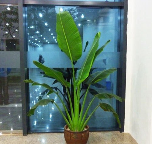 Cây Chuối Rẻ Quạt giá sỉ tphcm