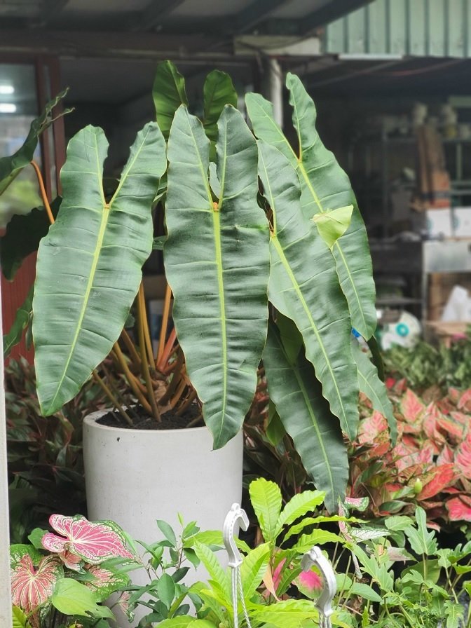 Cây Hồng Hạc cuống cam