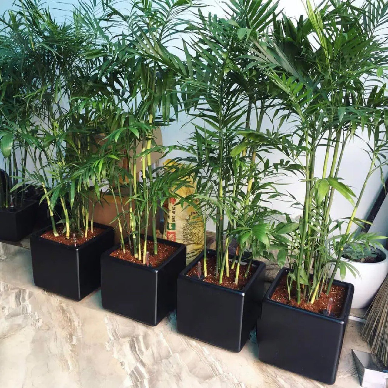 Cây Cau Hawai nhiều thân cao trên 1m