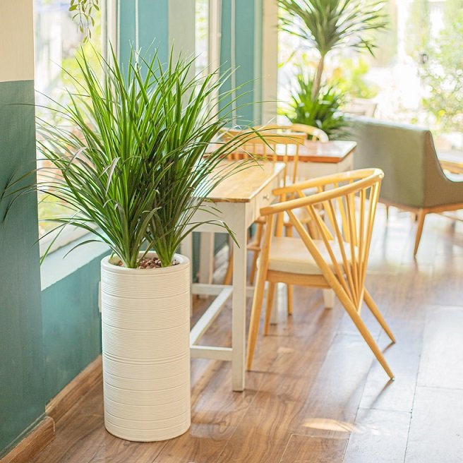 Cây Phát Tài Núi 3 thân giá sỉ tphcm