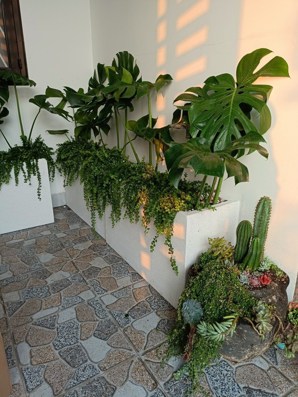 Cây Trầu Bà Nam Mỹ lá sẻ giá sỉ tphcm