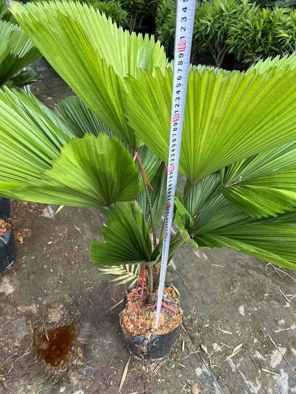 Cây Kè Nhật lớn giá sỉ tphcm