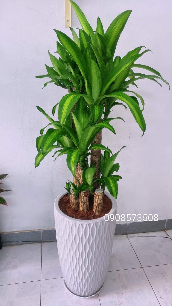 Cây Phát Tài khúc gốc đẹp giá sỉ tphcm