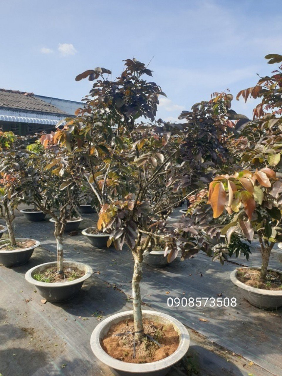 Cây Nhãn Tím gốc lớn cao hơn 2m tphcm