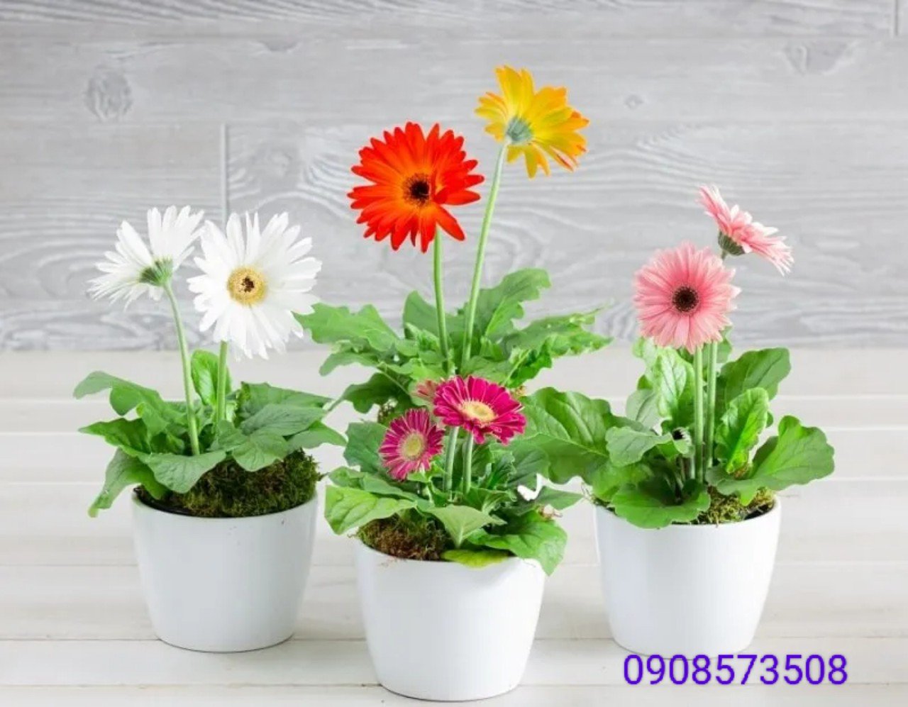 Cây Hoa Cúc Đồng Tiền giá sỉ tphcm
