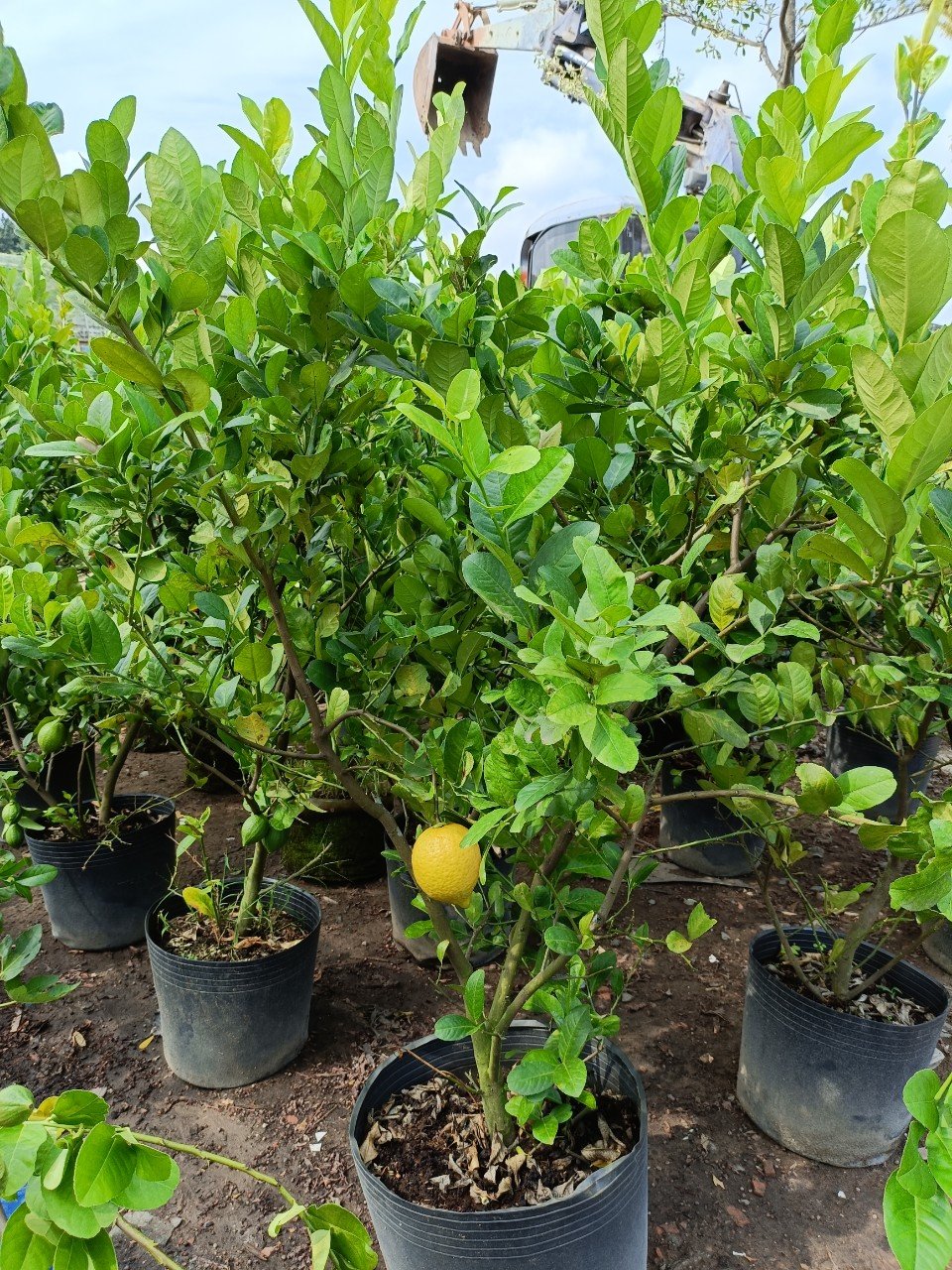 Cây Chanh Vàng Mỹ lớn đang có trái