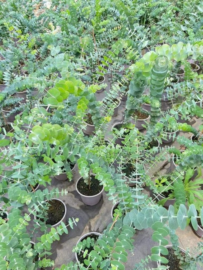 Cây Đô La Bạc Lá táo giá tốt HCM