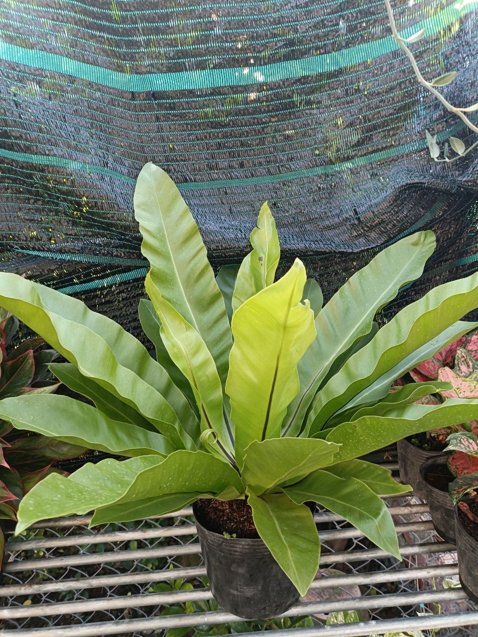 Cây Ổ Phụng
