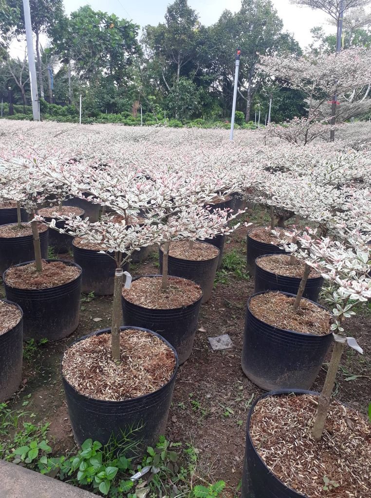 Cây Bàng Nhật Cẩm Thạch