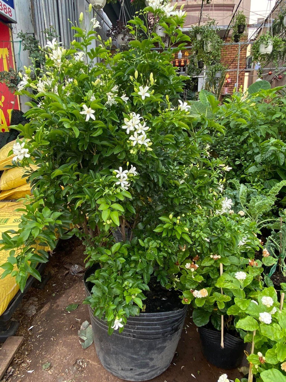 Cây Nguyệt Quế giá tốt tphcm
