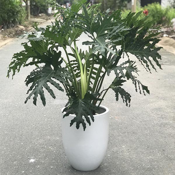 Cây Trầu Bà Thanh Xuân