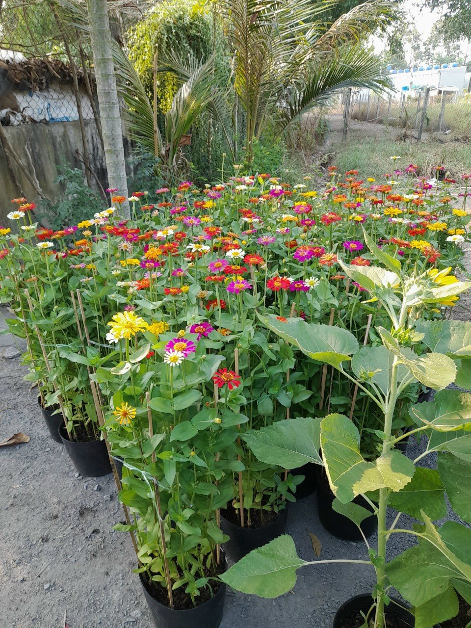 Cây Hoa Cúc Bảy Màu cao 80cm giá rẻ tphcm