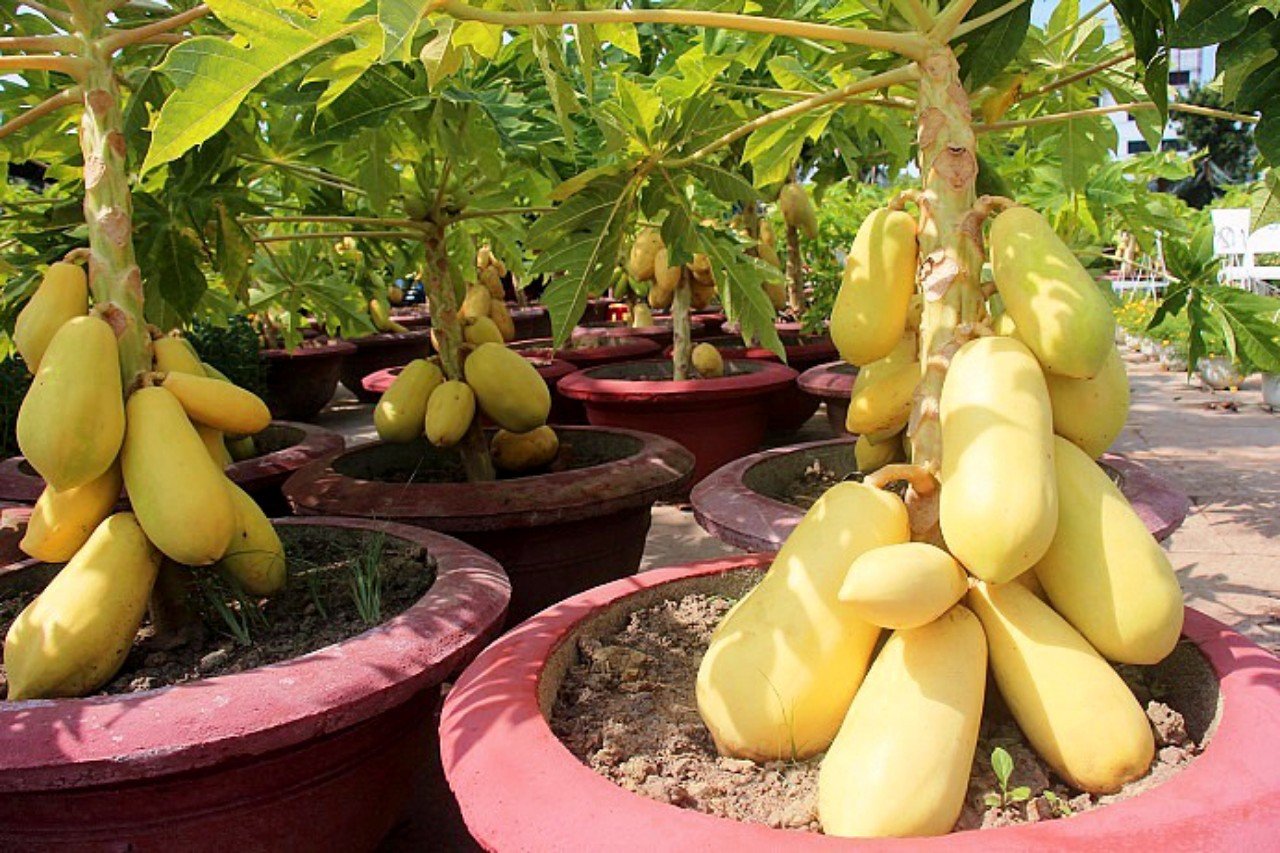 Cây Đu Đủ Vàng lùn Thái Lan đang có trái tphcm