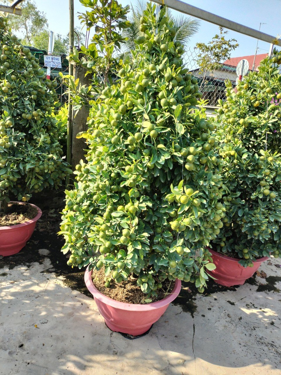 Cây Tắc Tết cao 1m5 giá tốt tphcm