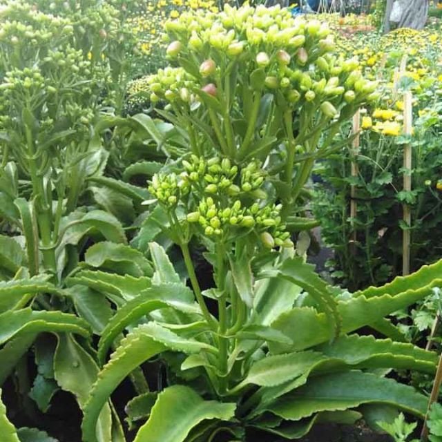 Cây Sống Đời lá dài giá sỉ TP.HCM