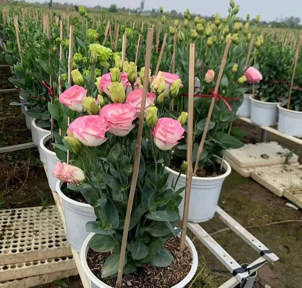 Cây Hoa Cát Tường đẹp tphcm