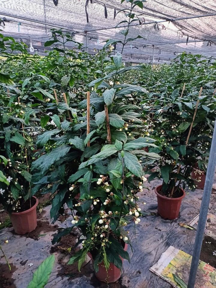 Cây Dạ Ngọc Minh Châu hoa đẹp tphcm