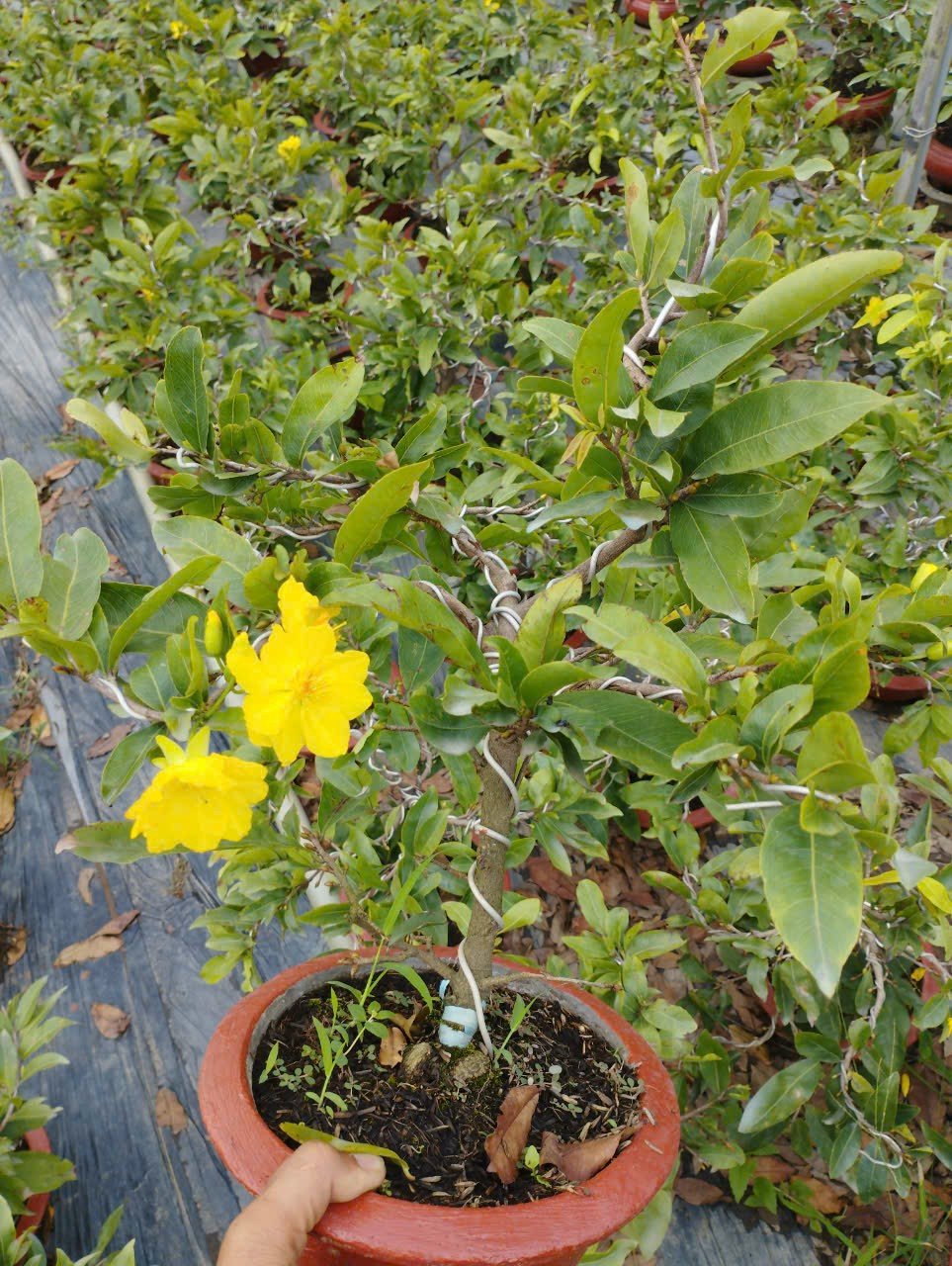 Cây Hoa Mai Vàng nhỏ để bàn tphcm
