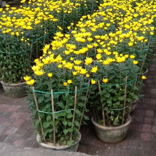 Cây Hoa Cúc Vàng trưng tết đẹp tphcm