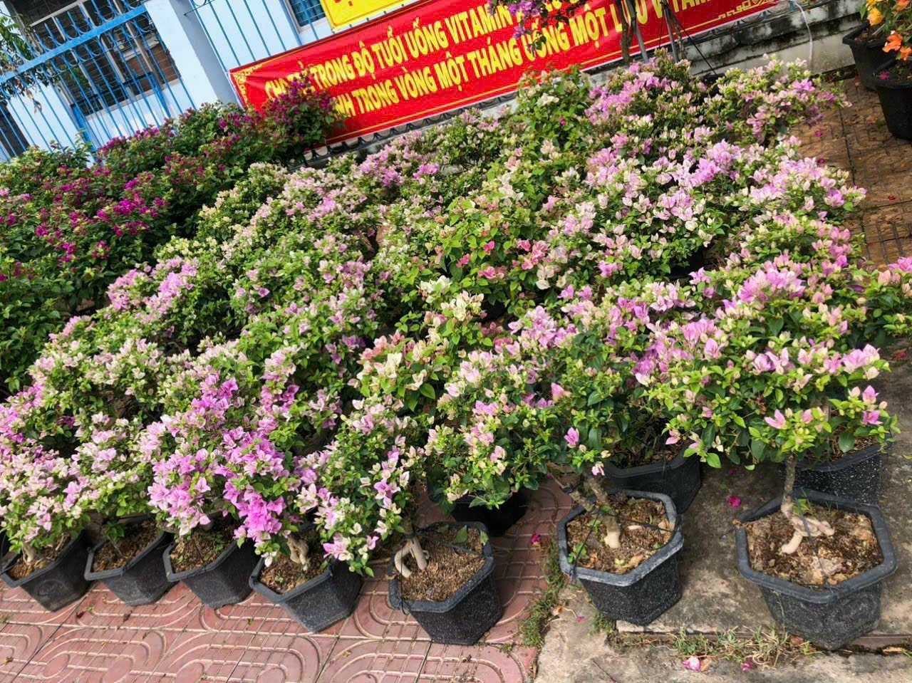 Cây Hoa Giấy Màu Tím Tuyết